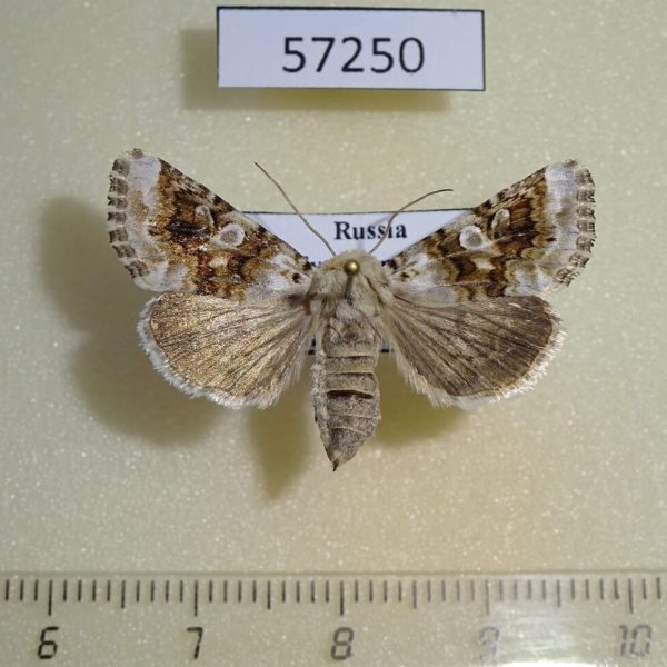 Noctuidae Hadena aberrans f Tyva rep.