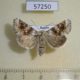 57250p Noctuidae Hadena aberrans f Tyva rep. $9