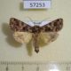 57253p Noctuidae Sideridis rivularis Tyva rep. $5