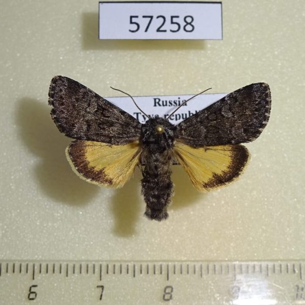 Noctuidae Lasionycta secedens Tyva rep.