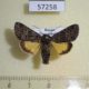 57258p Noctuidae Lasionycta secedens Tyva rep. $15