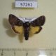 57261p Noctuidae Lasionycta secedens Tyva rep. $15