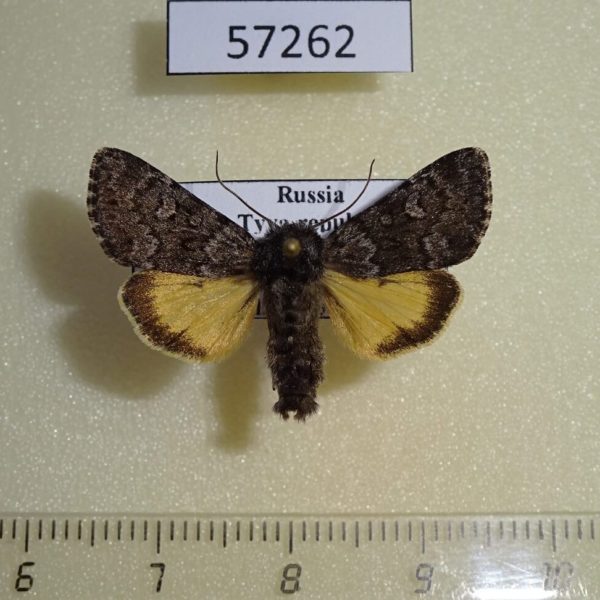 Noctuidae Lasionycta secedens Tyva rep.