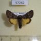 57262p Noctuidae Lasionycta secedens Tyva rep. $15