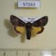 57263p Noctuidae Lasionycta secedens Tyva rep. $15