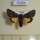 57264p Noctuidae Lasionycta secedens Tyva rep. $15