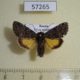 57265p Noctuidae Lasionycta secedens Tyva rep. $12