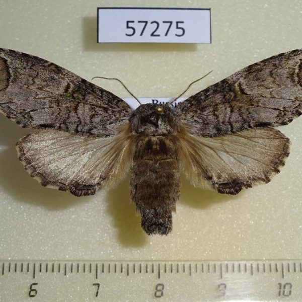 Notodontiidae Ellida arcuata f Primorye