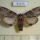 57275p Notodontiidae Ellida arcuata f Primorye $8