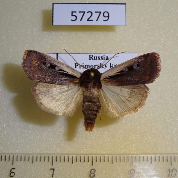 Noctuidae Ochropleura plecta Primorye