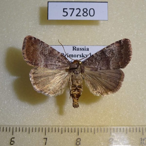 Noctuidae Acosmetia chinensis Primorye