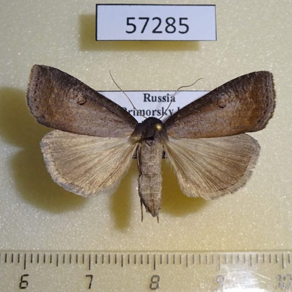 Noctuidae Lygephila procax f Primorye
