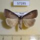 57285p Noctuidae Lygephila procax f Primorye $6