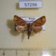 57296p Notodontiidae Micromelalopha troglodyte Primorye $5