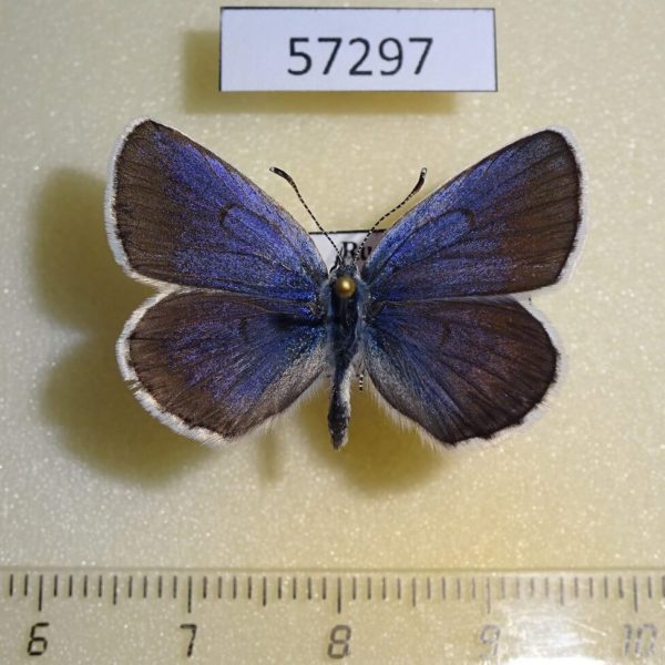Lycaenidae Plebeius subsolanus Tyva rep.