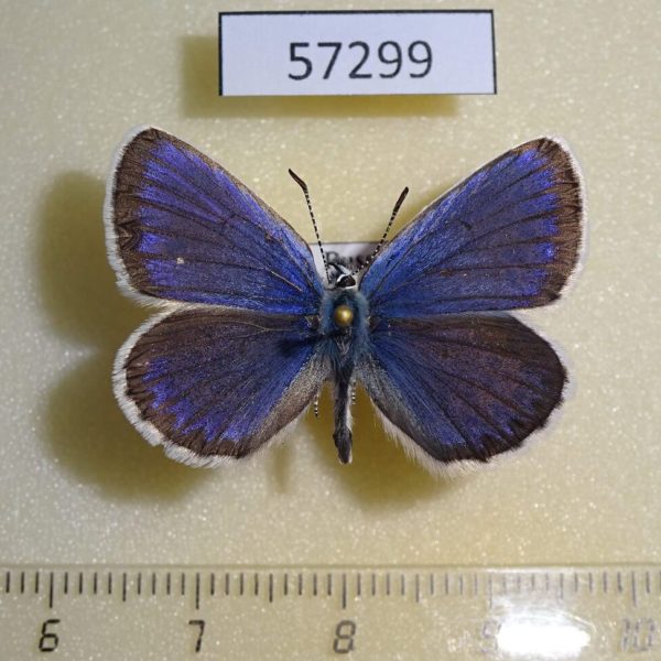 Lycaenidae Plebeius subsolanus Tyva rep.