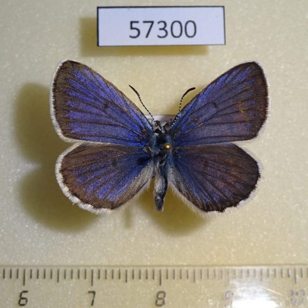 Lycaenidae Plebeius subsolanus Tyva rep.