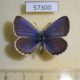57300p Lycaenidae Plebeius subsolanus Tyva rep. $6