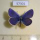 57301p Lycaenidae Plebeius subsolanus Tyva rep. $6