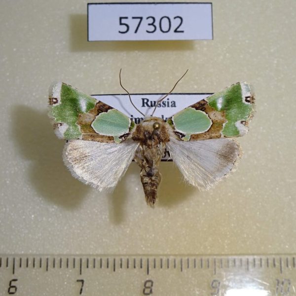 Noctuidae Nacna malachitis Primorye