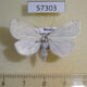 57303p Noctuidae Sinna extrema Primorye $5