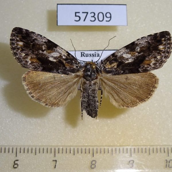 Noctuidae Gerbathodes paupera f Primorye