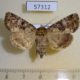 57312p Noctuidae Atrachea jankowskii f Primorye $5