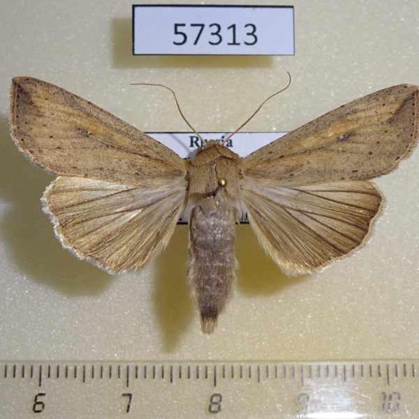 Noctuidae Mythimna separata Primorye