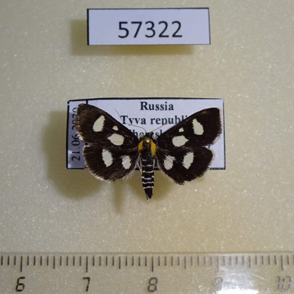 Pyralidae Anania funebris Tyva rep.