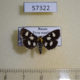 57322p Pyralidae Anania funebris Tyva rep. $6