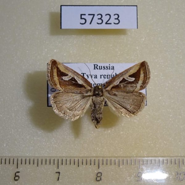 Noctuidae Deltote uncula f Tyva rep.