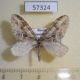 57324p Geometridae Trichopteryx polycommata Primorye $4