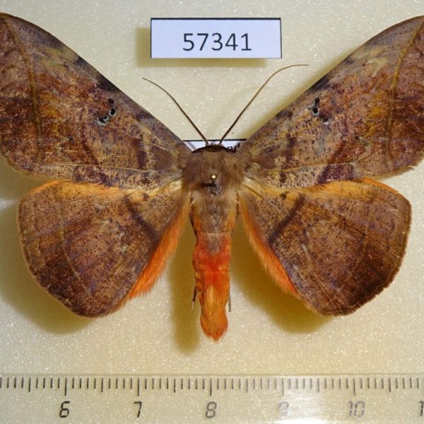 Noctuidae Hypopyra capensis Uganda