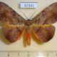 57341p Noctuidae Hypopyra capensis Uganda $12