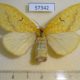 57342p Lymantridae Mylantria xanthospila f Uganda $15