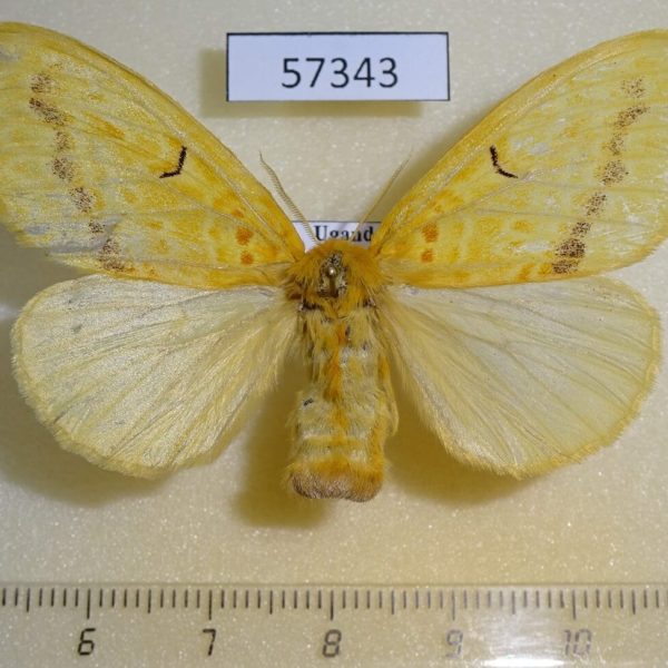 Lymantridae Mylantria xanthospila f Uganda