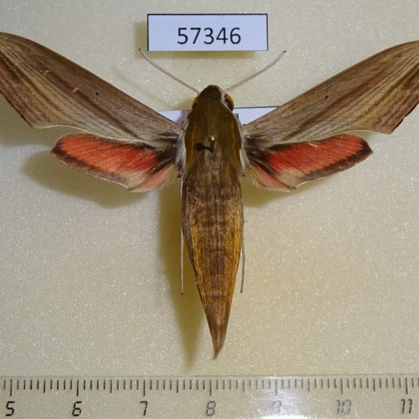 Sphingidae Hippotion eson Uganda