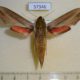 57346p Sphingidae Hippotion eson Uganda $10