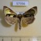 57356p Noctuidae Diachrysia zosimi Khakassia rep. $8