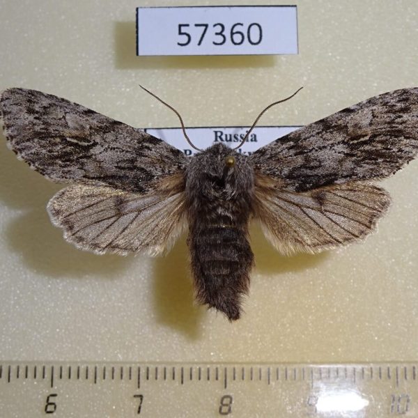 Noctuidae Brachionycha nubeculosa jezoensis f Primorye