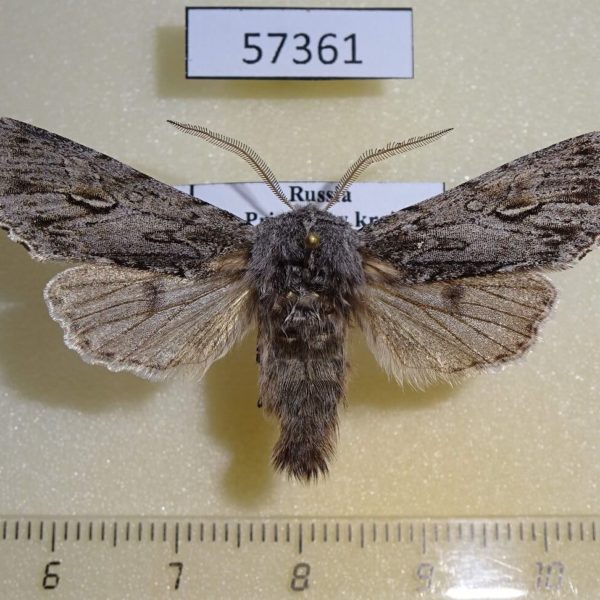 Noctuidae Brachionycha nubeculosa jezoensis Primorye
