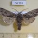 57361p Noctuidae Brachionycha nubeculosa jezoensis Primorye $5