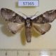 57365p Notodontiidae Ellida viridimixta Primorye $5