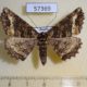 57369p Geometridae Cryptochorina amphidasyaria f Primorye $6