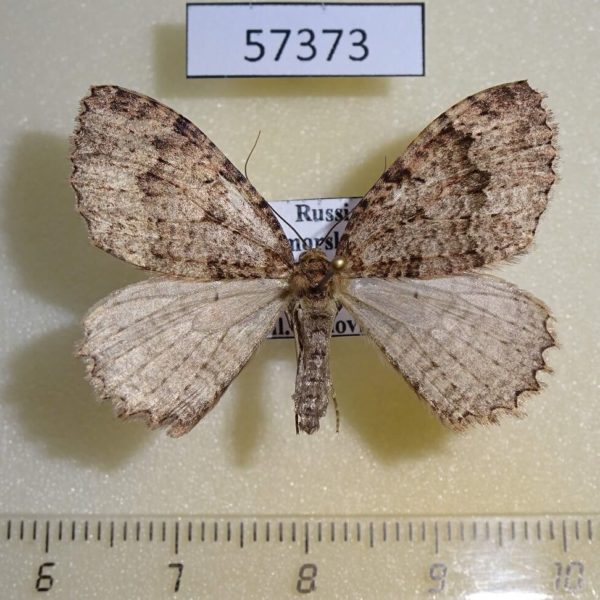 Geometridae Triphosa dubitata Primorye