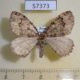 57373p Geometridae Triphosa dubitata Primorye $4