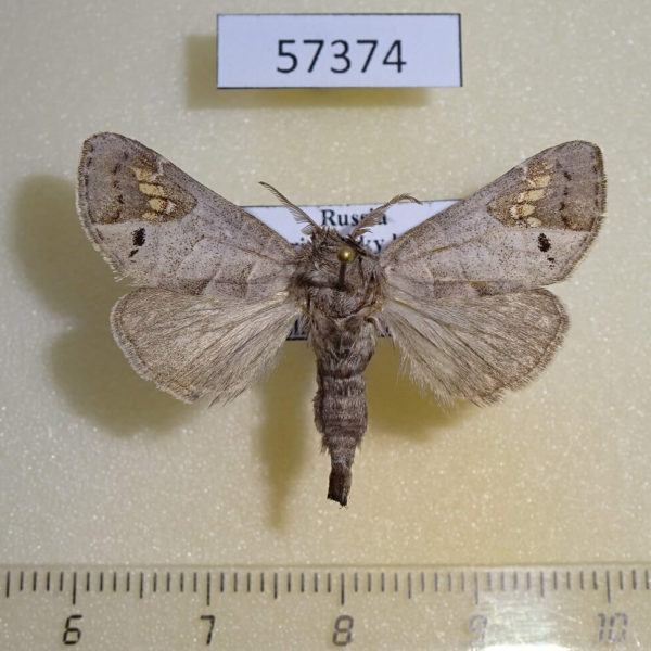 Notodontiidae Clostera anachoreta Primorye