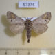 57374p Notodontiidae Clostera anachoreta Primorye $5