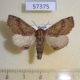 57375p Notodontiidae Ptilodon hoegei Primorye $6