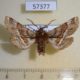 57377p Geometridae Apochima juglansiaria Primorye $6